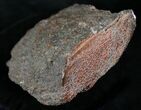 Large Polished Agatized Dinosaur Bone (Gem Bone) - Colorado #25264-3